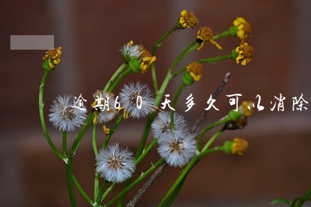 逾期60天多久可以消除