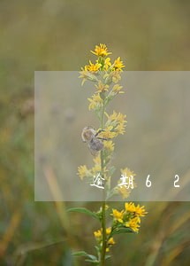 逾期62天会上征信吗 逾期62天会上征信吗