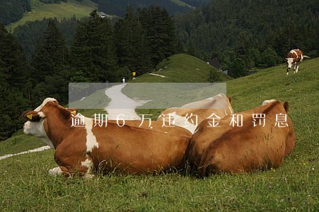 逾期6万违约金和罚息 逾期6万违约金和罚息