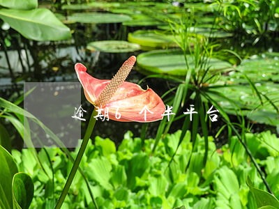 逾期6个半平台 逾期6个半平台