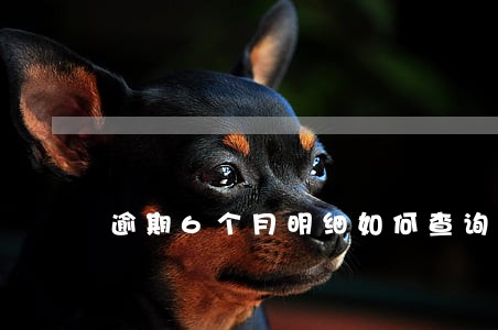 逾期6个月明细如何查询