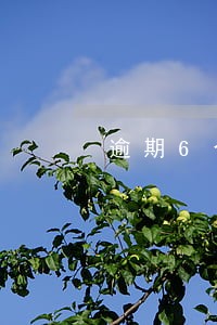 逾期6个月没还黑户吗 逾期6个月没还黑户吗