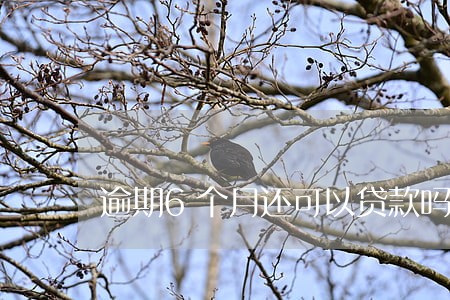 逾期6个月还可以贷款吗 逾期6个月还可以贷款吗
