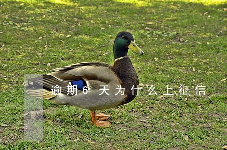 逾期6天为什么上征信 逾期6天为什么上征信
