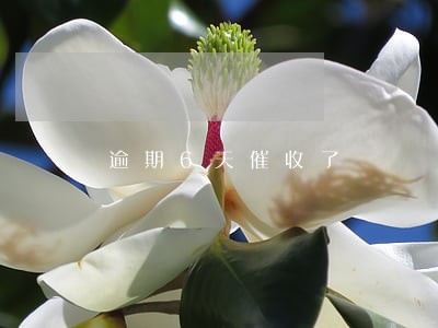 逾期6天催收了 逾期6天催收了