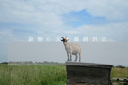 逾期6天未爆通讯录 逾期6天未爆通讯录