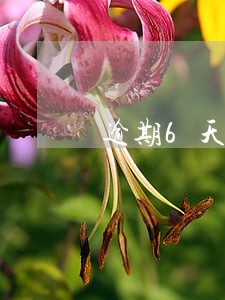 逾期6天没扣滞纳金