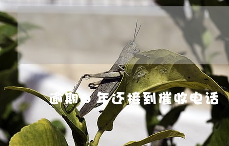 逾期6年还接到催收电话 逾期6年还接到催收电话