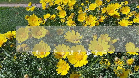 逾期6次会进黑名单吗 逾期6次会进黑名单吗