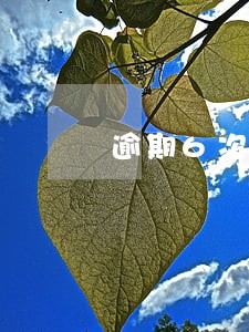 逾期6次怎么解决