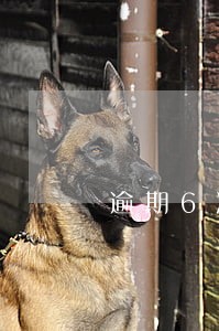 逾期6次房贷解决 逾期6次房贷解决