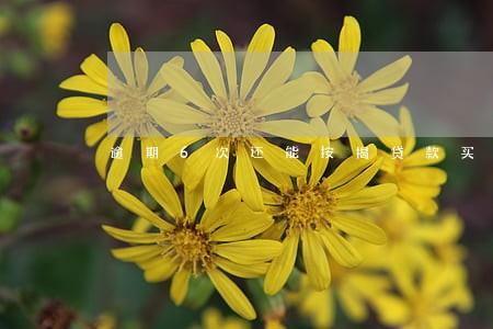 逾期6次还能按揭贷款买房吗 逾期6次还能按揭贷款买房吗