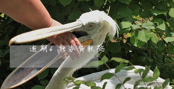 逾期6能办贷款嘛