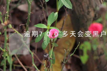 逾期700多天会变黑户嘛 逾期700多天会变黑户嘛