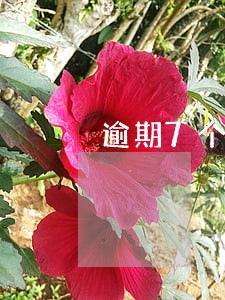 逾期7个月会成为呆账吗 逾期7个月会成为呆账吗