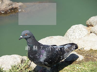 逾期7个月后还清了 逾期7个月后还清了