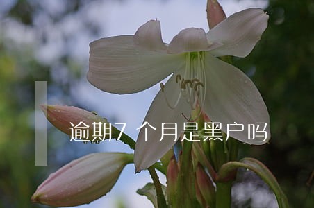 逾期7个月是黑户吗 逾期7个月是黑户吗