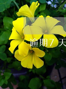 逾期7天利息怎么计算 逾期7天利息怎么计算
