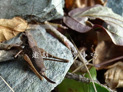 逾期7天有事吗