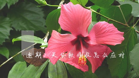 逾期7天贷款催收怎么应对 逾期7天贷款催收怎么应对