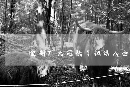 逾期7天还款了担保人会有影响吗