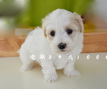 逾期84天1000逾期费 逾期84天1000逾期费