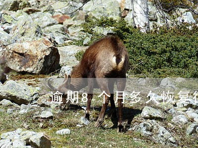 逾期8个月多久恢复征信 逾期8个月多久恢复征信