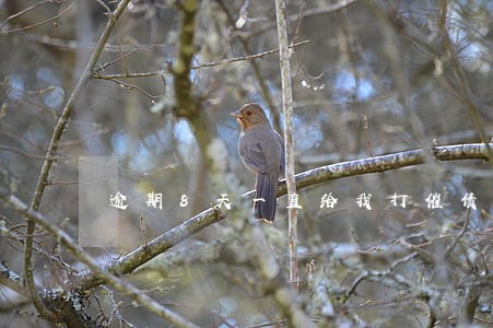 逾期8天一直给我打催债电话 逾期8天一直给我打催债电话