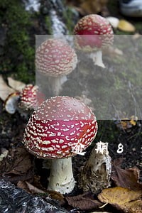 逾期8天可以不要逾期费吗 逾期8天可以不要逾期费吗