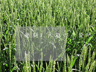 逾期8天能办车贷吗 逾期8天能办车贷吗