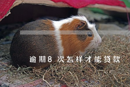逾期8次怎样才能贷款 逾期8次怎样才能贷款
