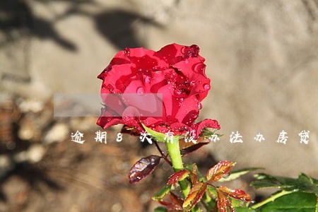 逾期8次有没办法办房贷吗 逾期8次有没办法办房贷吗