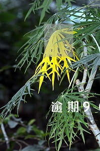 逾期90以上与不良贷款比例