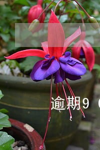 逾期90天以上信用卡欠款种类 逾期90天以上信用卡欠款种类
