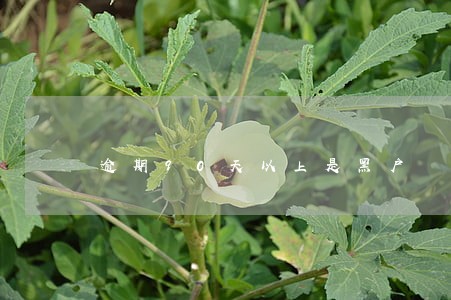 逾期90天以上是黑户 逾期90天以上是黑户
