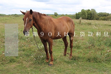 逾期90天以上贷款利息 逾期90天以上贷款利息