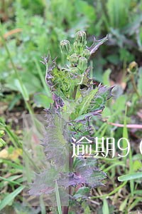 逾期90天以上还清了算黑户吗 逾期90天以上还清了算黑户吗