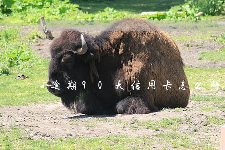 逾期90天信用卡怎么解冻 逾期90天信用卡怎么解冻