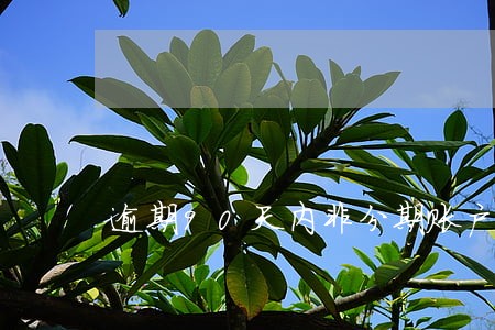逾期90天内非分期账户分期