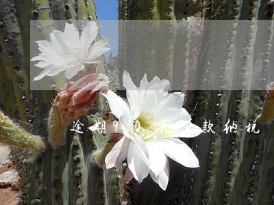 逾期90天贷款纳税 逾期90天贷款纳税
