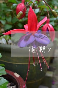 逾期91天后还钱抵本金吗 逾期91天后还钱抵本金吗