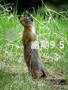 逾期95595给我打电话干嘛