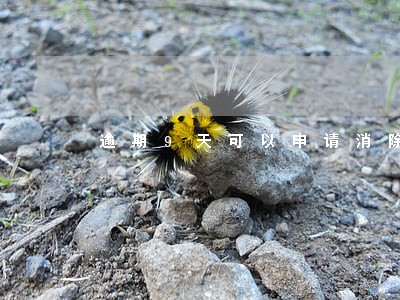 逾期9天可以申请消除不良记录吗 逾期9天可以申请消除不良记录吗