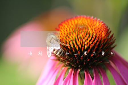 逾期9次会上黑名单吗