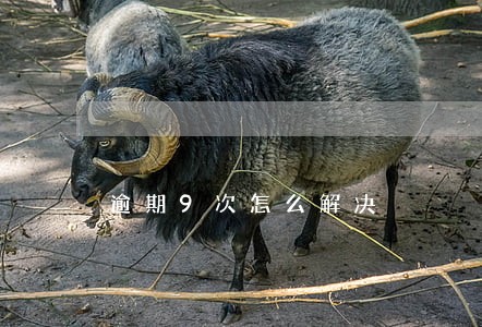逾期9次怎么解决 逾期9次怎么解决