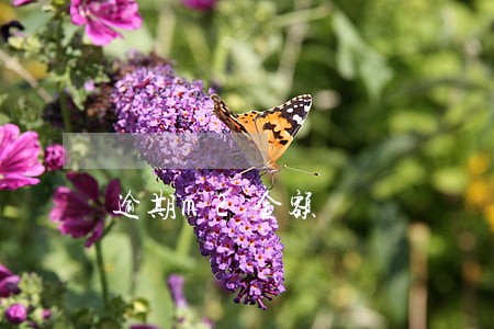 逾期m2金额 逾期m2金额