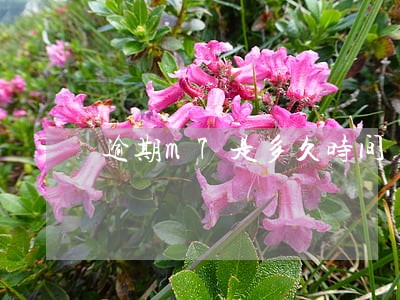 逾期m7是多久时间
