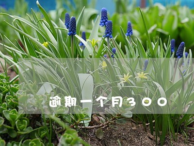 逾期一个月300 逾期一个月300