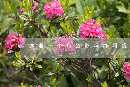 逾期一个月会影响办网贷吗