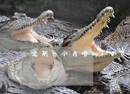 逾期一个月增加1000多 逾期一个月增加1000多